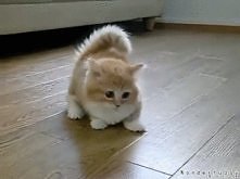 Kociak