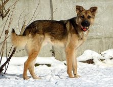 LAKI POTRZEBUJE DOMU..
Laki to około 2-letni psiak w typie owczarka niemieckiego. Ma mniej więcej 60cm wysokości w kłębie i waży około 25kg (ma znaczną niedowagę). Jest odrobacz...