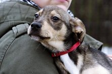 SZCZENIACZEK CZEKA NA DOM..
Około 5 miesięczny, nieduży szczeniak, chłopiec. W pierwszym kontakcie troszkę przestraszony ale ciekawski i po chwili otwiera się na człowieka, wcho...