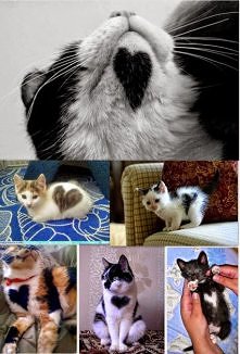 jakie słodziaki z serduszkami <3