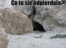 <gif> Często mam ocho...