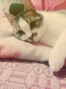 Kotek mojej babci. :p