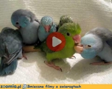 Papuzia toaleta Śmieszne Flimy Inne Zoomia.pl