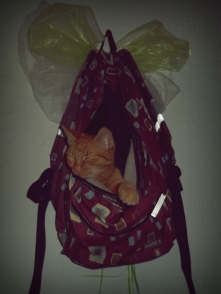 nieużywany już szkolny plec...