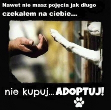 NIE KUPUJ, ADOPTUJ!!!!!!!!!!