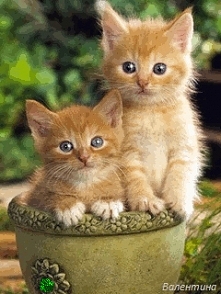 małe kotki klik w obrazek