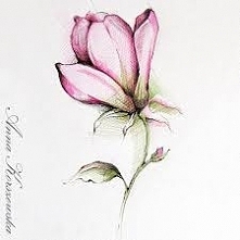 Ale ładny kwiat kto umie ta...