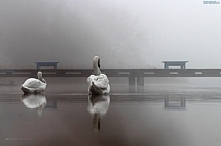 Dwa białe łabędzie.