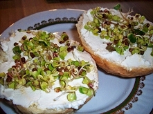 Wiosenne kanapki z rzodkiewką