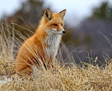 lisek