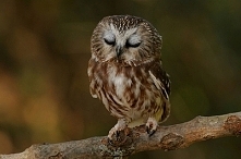sóweczka