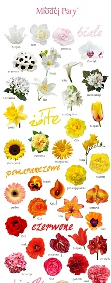 kolorystyka kwiatów na wese...
