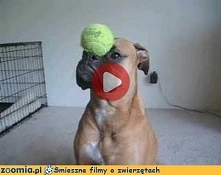 Super Bokser Śmieszne Filmy Psy -Zoomia