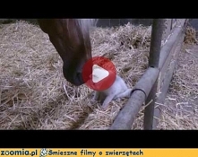 Dwaj przyjaciele Śmieszne Filmy Koty - Zoomia