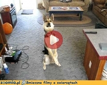 Bang, bang Śmieszne Filmy Psy - Zoomia