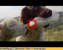 Psi opiekun Śmieszne Filmy Psy - Zoomia