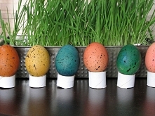 Nakrapiane jaja - zobacz na...