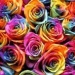 Kolorowe róże... <3