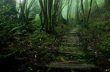 Chinese Hemlock Trail, Tajwan.