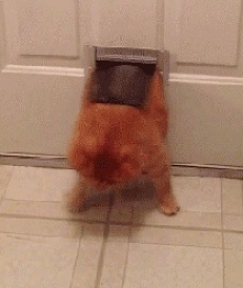 ` troche utyty kotek.;p