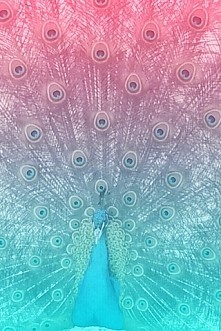 ....♡......♡......♡.......♡.......♡.....