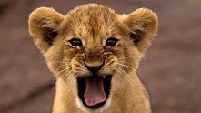 roarrrr