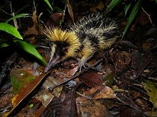 Tego malutkiego ssaka można...