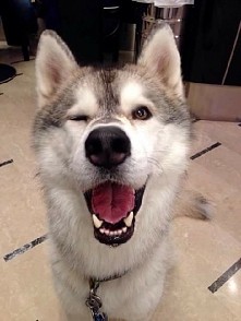 Happy Husky