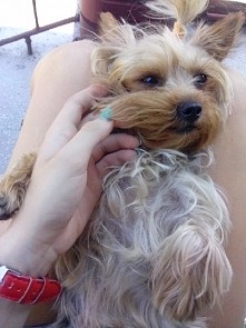 Moja psinka lubi być mizian...