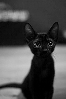 Jestem dachowcem...Pokochas...