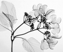Flowers Under X-Ray