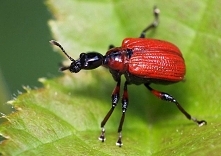 Chrząszcze (Coleoptera) to ...