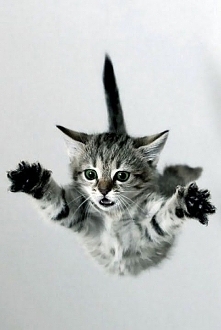 Supercat