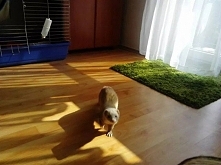 #fretkla #ferrets #is #so #...