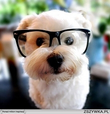 "Założyłem te okulary by wyglądać dojrzalej i inteligentniej"