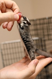 Lotopałanka karłowata <3