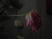 Photokajmak