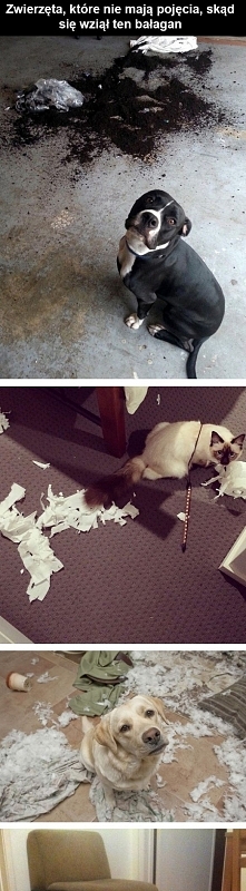 a wasze zwierzaki jakie maj...