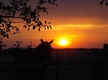 Czy prawdziwa miłośc jest w stanie przetrwać wszystko?
Na to pytanie mogę udzielić dwóch odpowiedzi. Tak i nie. Dlaczego? Ponieważ, miłość można porównać do sznura. Jeśli zrobim...