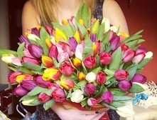 bukiet tulipanów