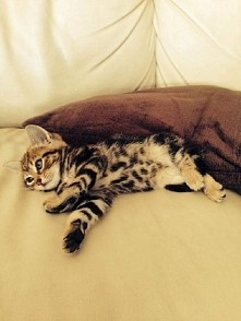 Kicia mojej siostry -> slicznosci <3