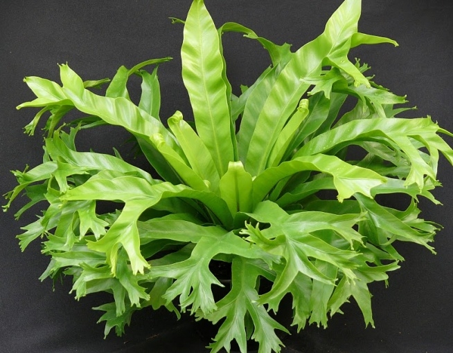 asplenium