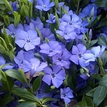 ah te kwiatuszki :))