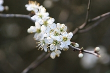 ZDJĘCIE Z : Korzeniówka, kwiaty