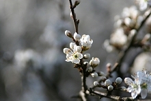 ZDJĘCIE Z : Korzeniówka, kw...