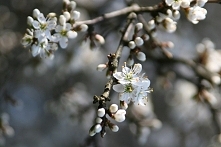 ZDJĘCIE Z : Korzeniówka, kw...