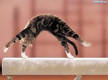 Kocia gimnastyka :D