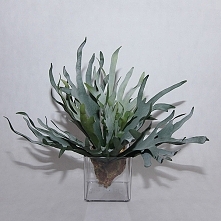 Platycerium, Łosie rogi