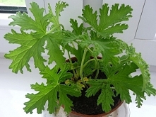 Geranium to niezwykle cenna roślina – zabija zarazki, wpływa na ujemną jonizację powietrza co jest bardzo korzystne dla naszego zdrowia. Pomaga przywrócić równowagę hormonalną u...