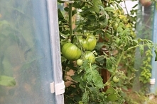 Tunele Multiwegetacyjne to konstrukcja bardziej profesjonalna niż tunele Hobby. Tunel multi na pewno zadowoli każdego zaawansowanego ogrodnika.